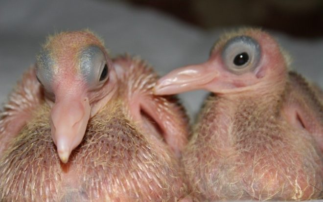 Як розмножуються голуби і скільки висиджують яйця