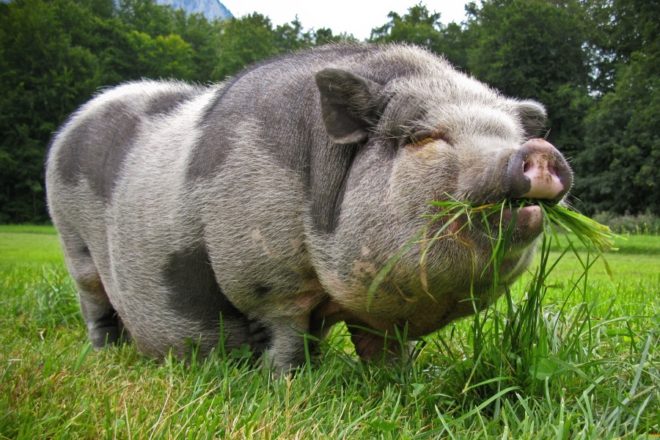 Миргородська порода свиней: опис, характеристика, фото