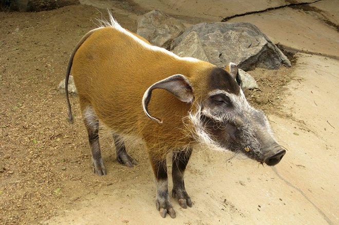 Кистеухая свиня: опис породи, характеристики, фото