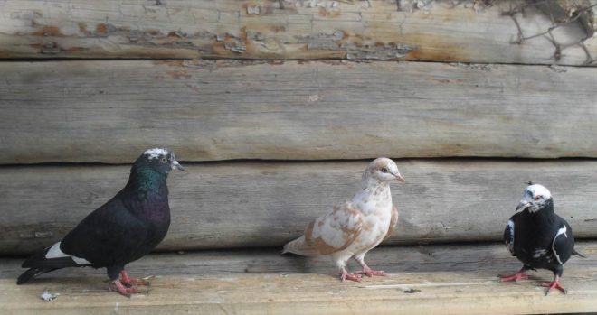 Бакинські голуби: опис виду, фото і відео
