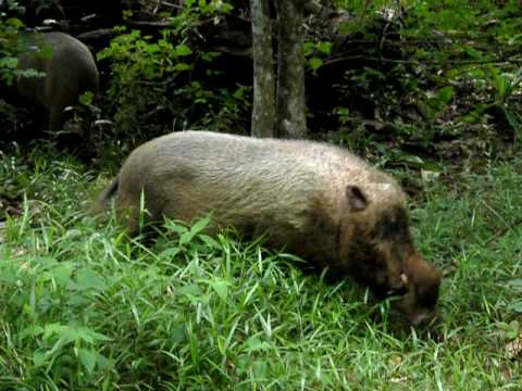 Дика свиня   олень або найцікавіші неодомашнені породи