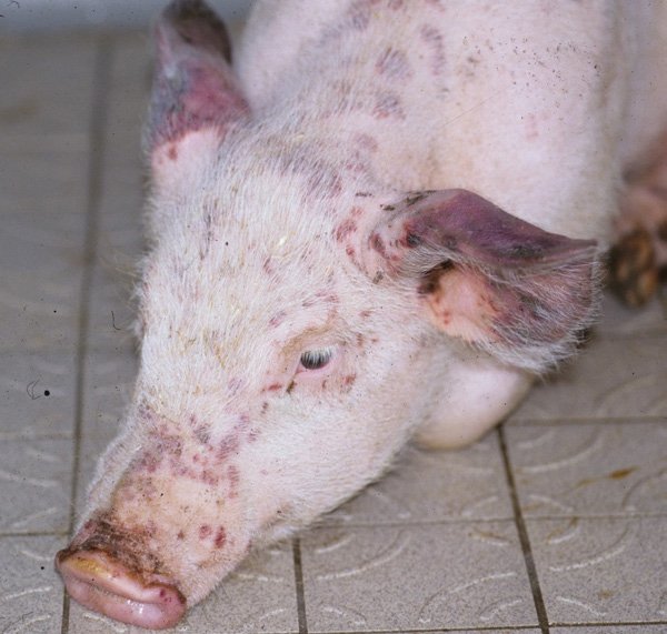 Пастерельоз свиней: симптоми і лікування хвороби, вакцини