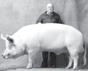 Від чого залежить середня вага дорослої свині і порося?