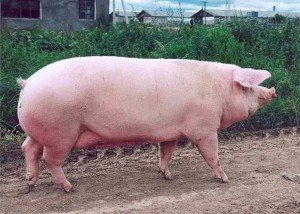 Опорос свиней в домашніх умовах і догляд за свинею і новонародженими поросятами