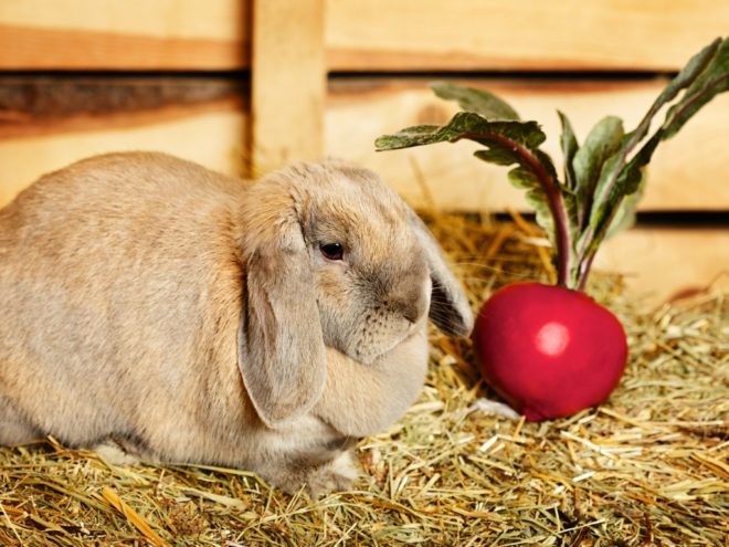 Чи можна давати кроликам гарбуз і кабачки   правильне годування