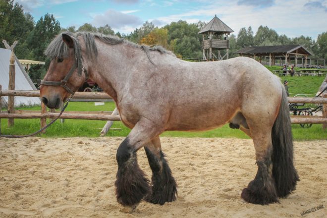 Бельгійський ваговоз Брабансон: опис породи коней, фото