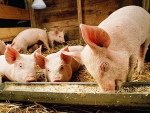 Самий ефективний відгодівля свиней і застосування стимуляторів росту