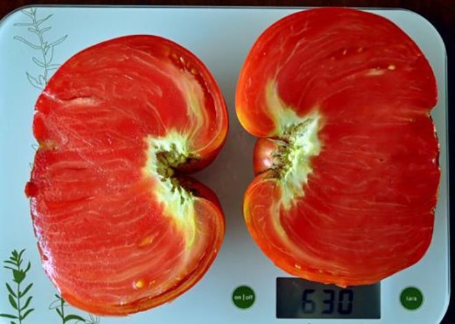 Помідор «Сверюга»: опис та характеристика, вирощування томата