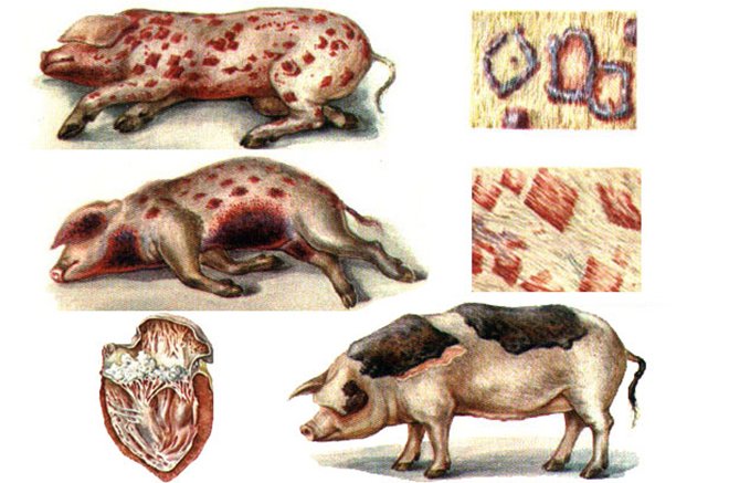 Хвороби свиней: симптоми і лікування, профілактика