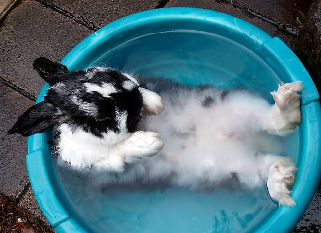 Як купати кролика: методи миття, поради, відео та фото