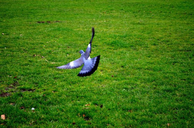 Англійські голуби Типплеры: опис породи, догляд, фото