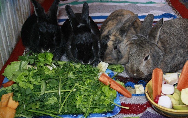 Яку можна давати траву кроликам: сухі і свіжі