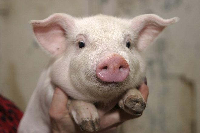 Температура у свиней: яка вважається нормальною, підвищеною, зниженою