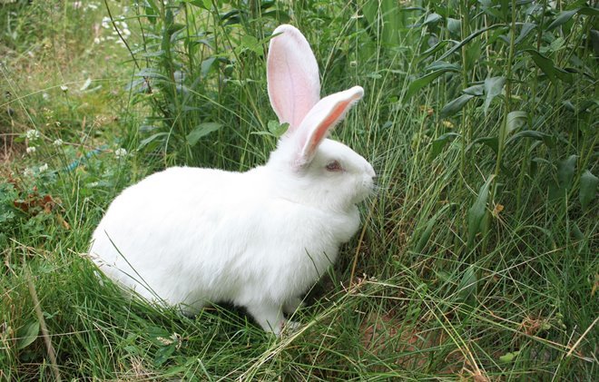 Кролики породи Різен: опис, фото, характеристики