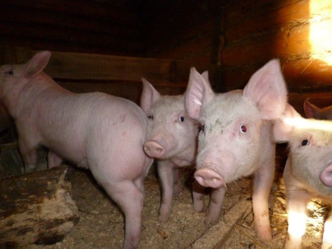 Скільки корму потрібно свині для відгодовування: норми, розрахунок, таблиця