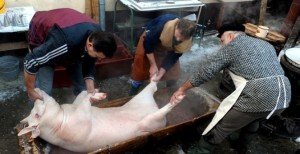 Як зарізати свиню: методи умертвіння і оброблення