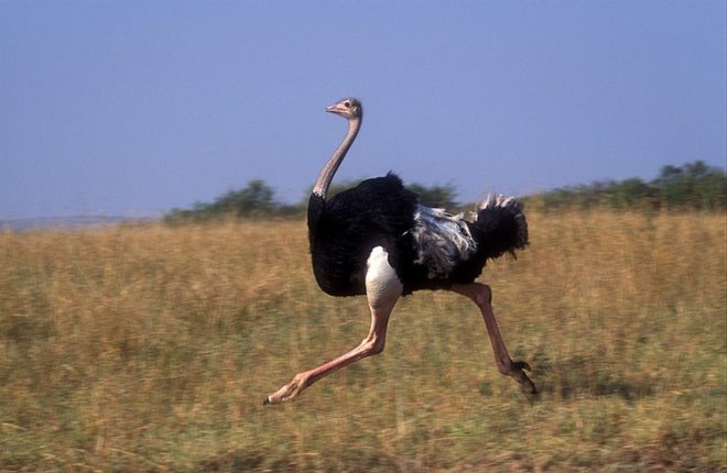 Що страуси їдять у домашніх умовах і на волі: раціон годівлі
