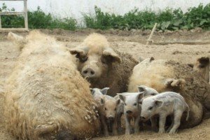 Свині мангали   характеристика і опис породи