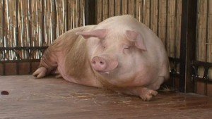 Кастрація свиней: підготовка до операції та догляд за твариною