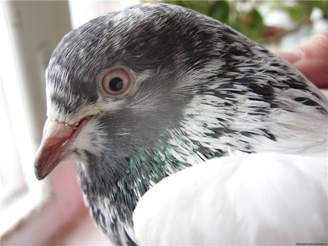 Пакистанські високольотні голуби: опис, фото породи