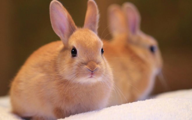 Пододерматит у кроликів: лікування, симптоми, причини та фото