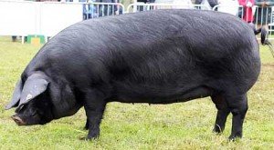 Які бувають види свиней та опис основних порід
