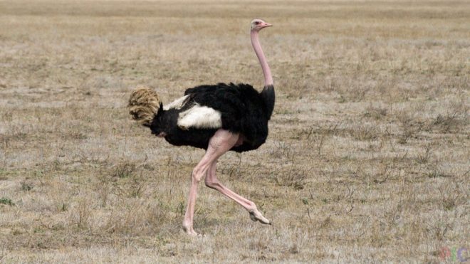 Скільки важить страус і висота особини