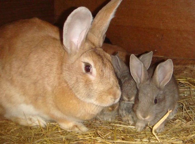 Новонароджені кролики: розвиток, догляд, годування