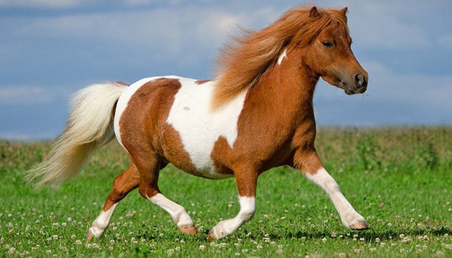 Міні коні (карликові, мініатюрні): опис порід, фото, характеристики