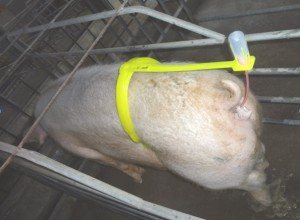 Штучне осіменіння свиней: опис способів і методів запліднення