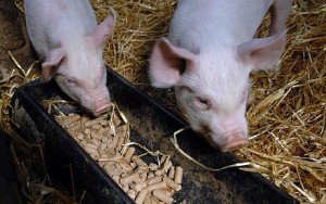 Як необхідно годувати свиней, щоб вони швидко росли і як підвищити харчову цінність кормів?