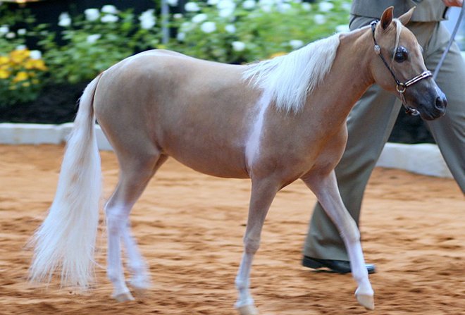 Міні коні (карликові, мініатюрні): опис порід, фото, характеристики