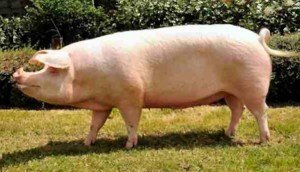 Мясні породи свиней, їх різноманітність, догляд та годівля