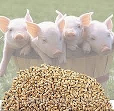 Скільки треба комбікорми, щоб виростити свиню і його заміна на рослинні культури
