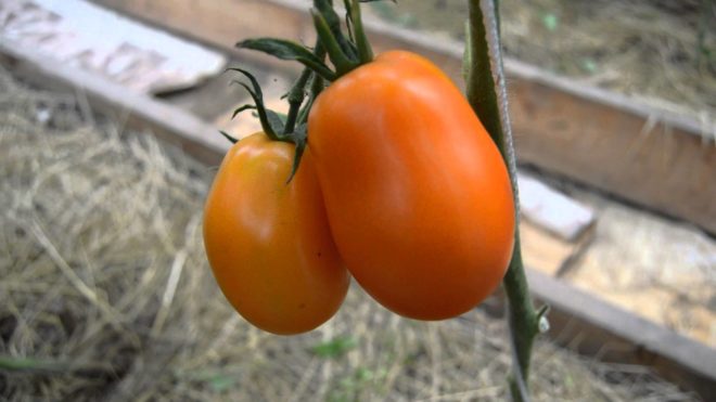 Кращі сорти томатів для сибіру з описом і фото