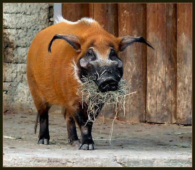 Кистеухая свиня: опис породи, характеристики, фото