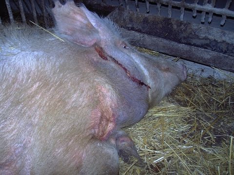Як протікає хвороба пика у свиней і її симптоми і лікування