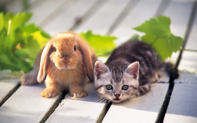 Висловухий кролик карликовий баран: опис, зміст, фото