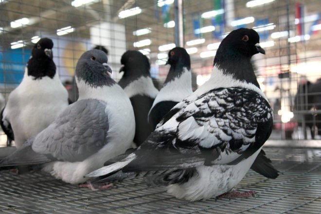 Мяссные голуби: всі породи з фото, розведення та утримання