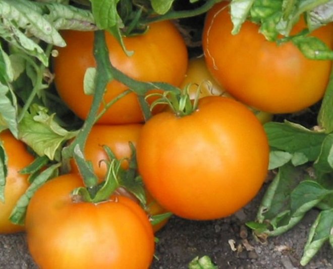 Томат «Апельсин»: опис та характеристика, вирощування, фото