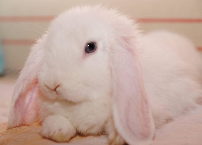 Висловухий кролик карликовий баран: опис, зміст, фото