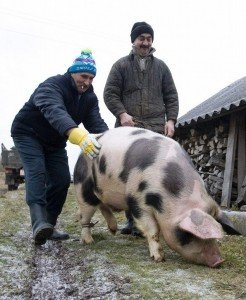 Підготовка тваринного і забій свиней в домашніх умовах