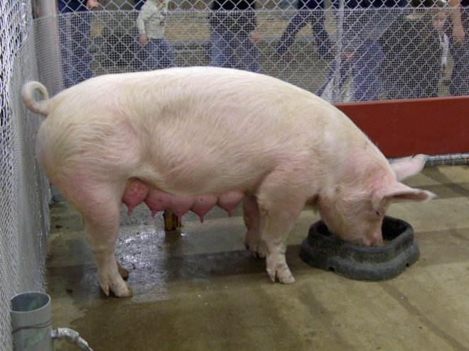 Скільки сосків у свині і які з них для годування