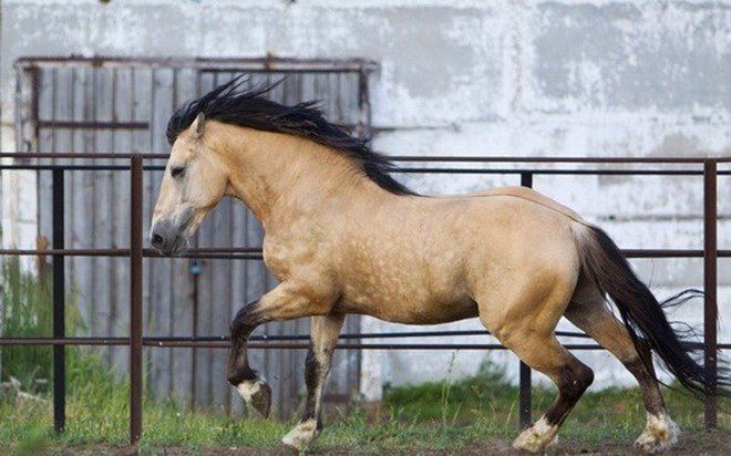 Саврасая масть коня: опис, породи, фото
