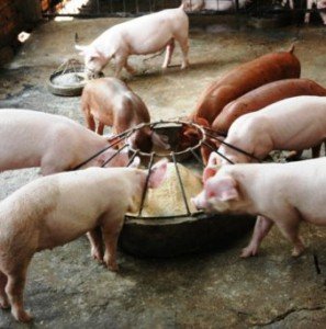 Розробляємо раціон годівлі свиней і підбираємо препарати для стабілізації стану тварини