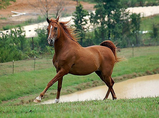 Англійська чистокровна верхова кінь: опис породи і фото