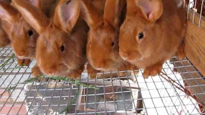 Породи кроликів: з назвами і описом, види, фото