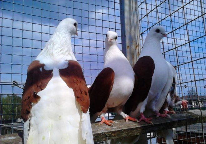 Ставні голуби: види, опис, фото породи