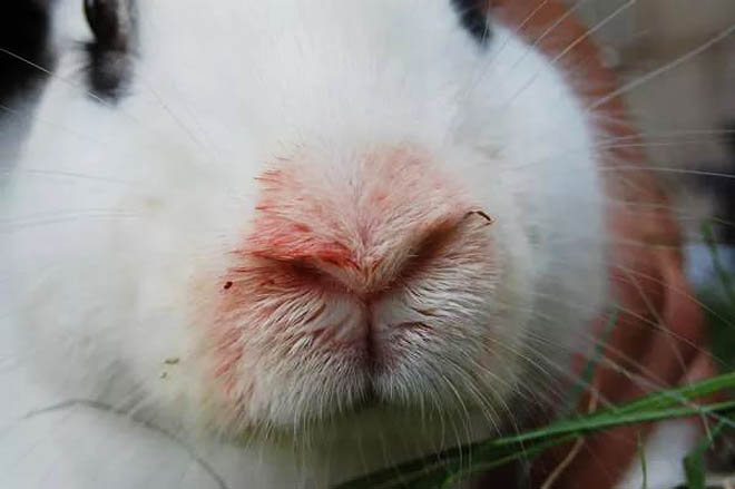 Пастерельоз кролів: симптоми, лікування, фото