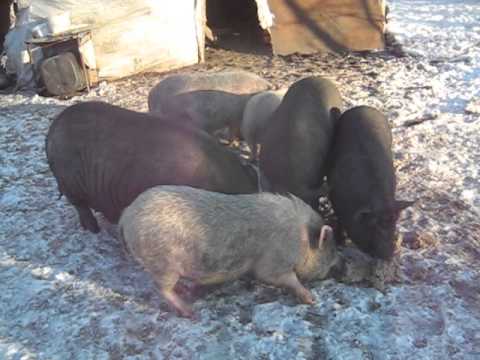 Чим годувати свиней, щоб якість мяса і сала було найвищим?